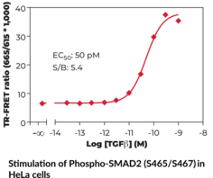 SMAD2 (Phospho-Ser<sup>465/467</sup>) TR-FRET Assay Kit