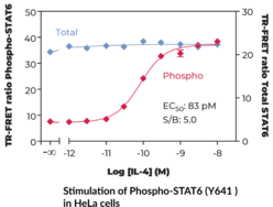 STAT6 (Total) TR-FRET Assay Kit