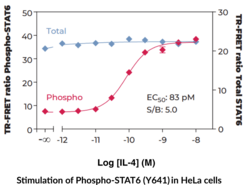 STAT6 (Total) and STAT6 (Phospho-Tyr<sup>641</sup>) TR-FRET Assay Kit