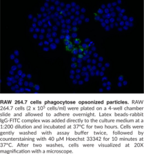 Phagocytosis Assay Kit (IgG FITC)