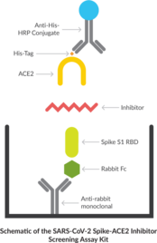 SARS-CoV-2 Spike-ACE2 Interaction Inhibitor Screening Assay Kit