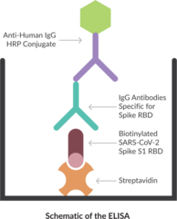 Anti-SARS-CoV-2 Spike Glycoprotein RBD IgG ELISA Kit