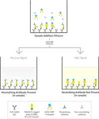 SARS-CoV-2 (B.1.351, Beta Variant) Neutralizing Antibody SimpleDetect ELISA Kit