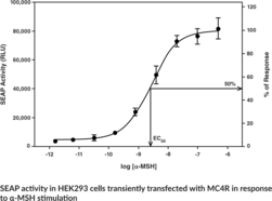 Melanocortin-<wbr/>4 Receptor Reporter Assay Kit