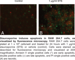 Annexin V FITC Assay Kit