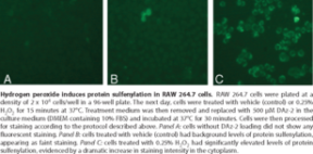 Sulfenylated Protein Cell-<wbr/>Based Detection Kit