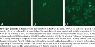 Sulfenylated Protein Cell-<wbr/>Based Detection Kit