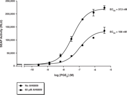 EP<sub>2</sub> Receptor (rat) Reporter Assay Kit