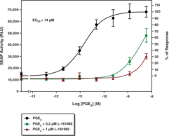 EP<sub>4</sub> Receptor (rat) Reporter Assay Kit