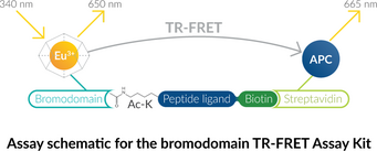 BRD4 bromodomain 1 TR-<wbr/>FRET Assay Kit