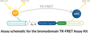 CBP bromodomain TR-<wbr/>FRET Assay Kit