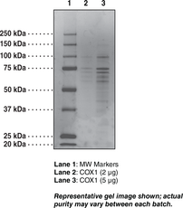 COX-<wbr/>1 (ovine)