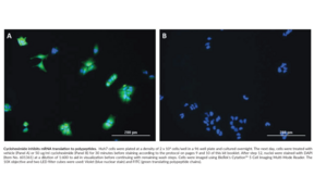 Protein Synthesis Assay Kit