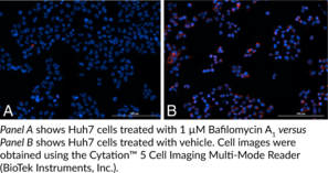 Lysosomal Staining Kit (Red Fluorescence)