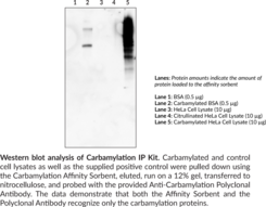 Carbamylation IP Kit