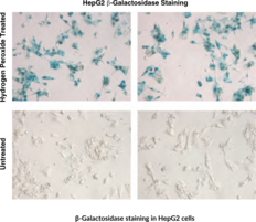 Senescence-Associated ?-Galactosidase Staining Kit