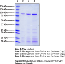 Lipoxygenase from Glycine max (soybean) - Purified