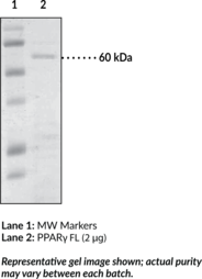 PPAR? FL (human, recombinant from <em>E. coli</em>)