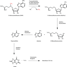 Methyl<wbr>transferase Colorimetric Assay Kit