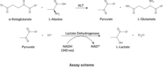 Alanine Transaminase Colorimetric Activity Assay Kit