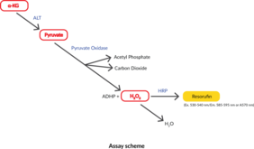 α-Ketoglutarate Detection Assay Kit