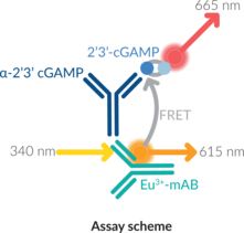 cGAS TR-FRET Inhibitor Screening Assay Kit