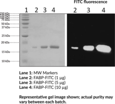 FABP4 (human recombinant) FITC conjugated