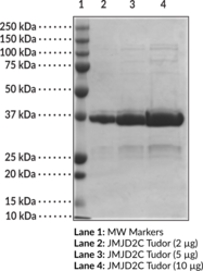 JMJD2C tudor domain (human, recombinant)