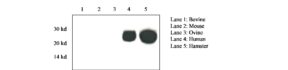 Prion Protein Monoclonal Antibody - Pri 308