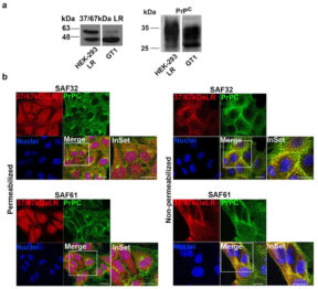 Prion Protein Monoclonal Antibody - SAF 61