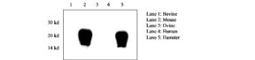 Prion Protein Monoclonal Antibody - SAF 83