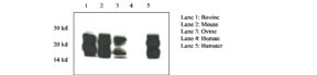 Prion Protein Monoclonal Antibody - SAF 84