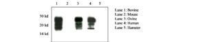 Prion Protein Monoclonal Antibody - 12F10