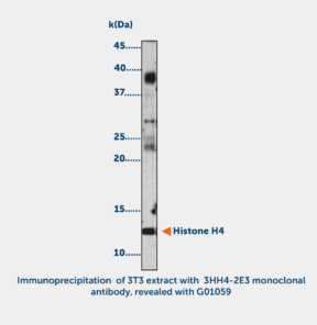 Histone H4 acetylated (K12)  Monoclonal Antibody