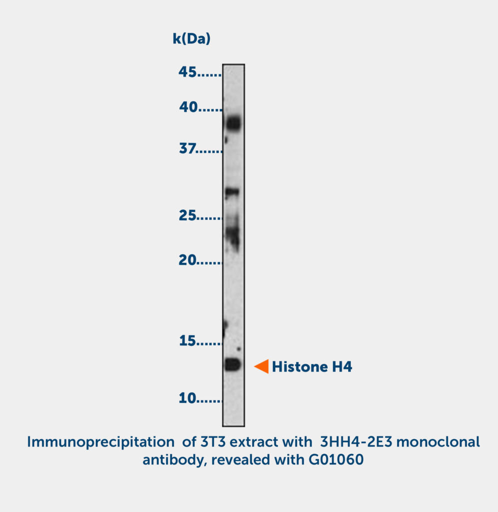 Histone H4 acetylated (K5 or K12)  Monoclonal Antibody