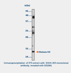 Histone H4 acetylated (K8 or K12)  Monoclonal Antibody