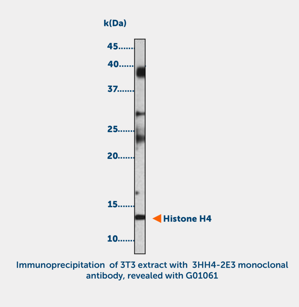 Histone H4 acetylated (K8 or K12)  Monoclonal Antibody