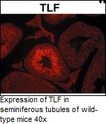 TLF (TBP like factor)  Monoclonal Antibody