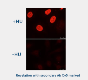 H2AX Phospho-Ser 139 (1H2) Monoclonal Antibody