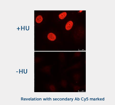 H2AX Phospho-Ser 139 (1H2) Monoclonal Antibody