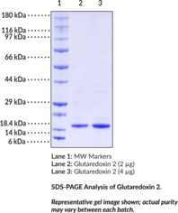 Glutaredoxin 2 (human, recombinant)