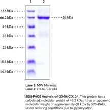 OX40/CD134 (human, recombinant)