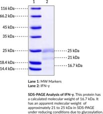 IFN-γ (human, recombinant)