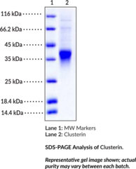 Clusterin (human, recombinant)