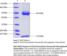 CD1d Extracellular Domain/β2-Microglobulin Heterodimer (human, recombinant)